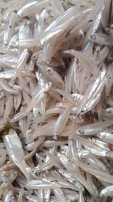 কাছকি  — ছবি 1
