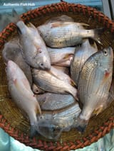 দাতিনা মাছ — ছবি 1