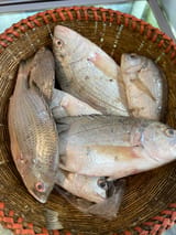 দাতিনা মাছ — ছবি 3