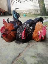 দেশী মুরগী  — ছবি 1