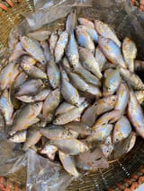 দেশী পুটি  — ছবি 1