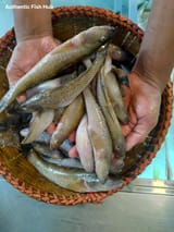 নদীর বাইলা — ছবি 2