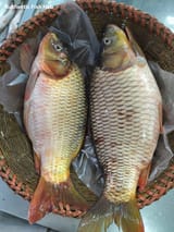 নদীর কার্ফু মাছ — ছবি 1