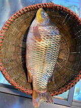 নদীর কার্ফু মাছ — ছবি 2