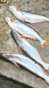 নদীর পাংগাস  — ছবি 1