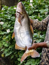 নদীর পাংগাস  — ছবি 2