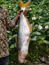 নদীর পাংগাস  — ছবি 3