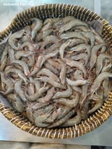 হরিণা চিংড়ি  — ছবি 2