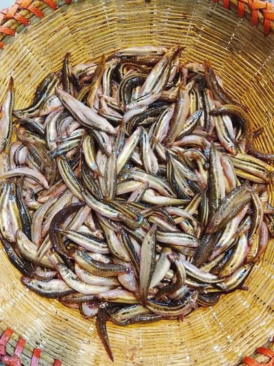 গুতুম মাছ 
