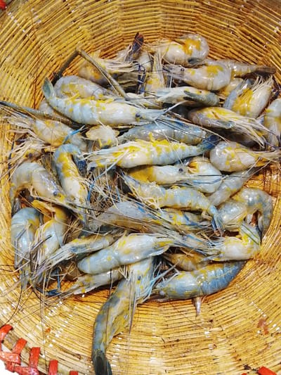 নদীর ডিমা ইছা 