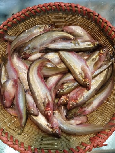 রিগুলার সাইজের নদীর পাবদা 