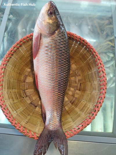 অথেনটিক চাষের রুই
