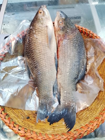 নদীর কালি বাউশ
