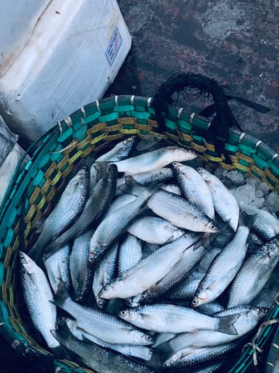 পারশে মাছ
