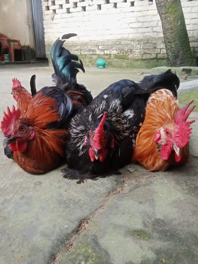 দেশী মুরগী 