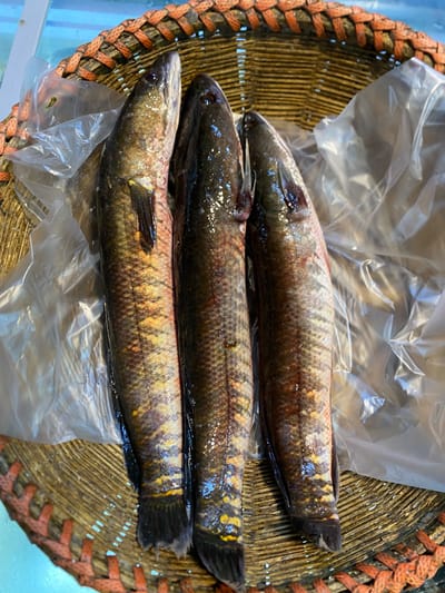 দেশী শোল