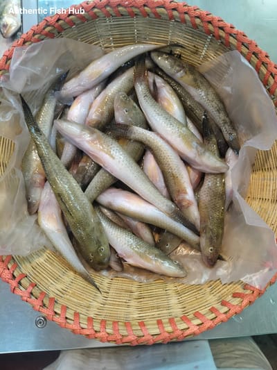 নদীর বাইলা