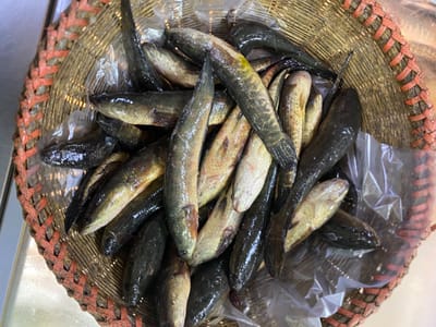 হাওড়ের টাকি মাছ 