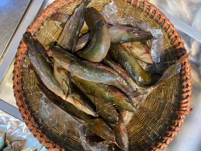 দেশী মাগুর