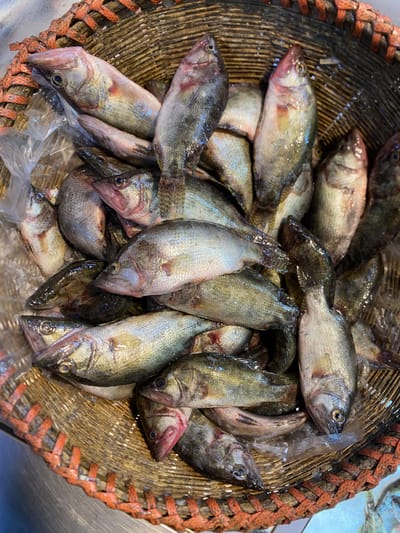 নদীর মেনি মাছ 