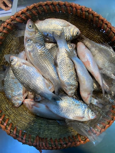 হাওড়ের ফুড়া