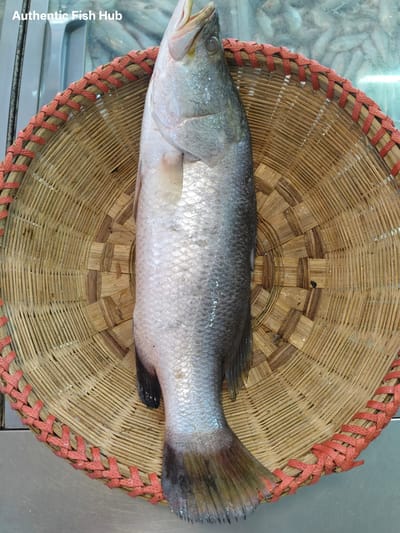 কোরাল মাছ