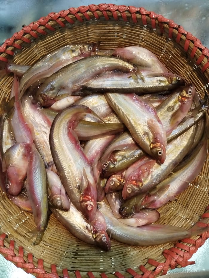 রিগুলার সাইজের নদীর পাবদা 