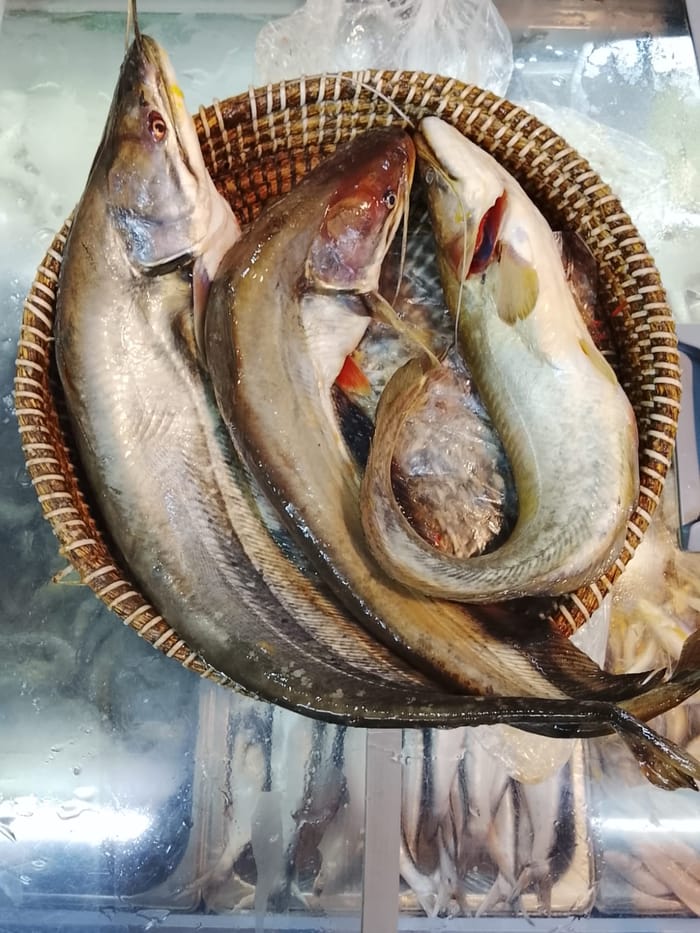 নদীর বোয়াল মাছ — Boal