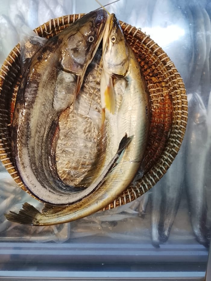 নদীর বোয়াল মাছ — Boal
