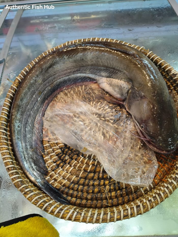 নদীর বোয়াল মাছ — Boal