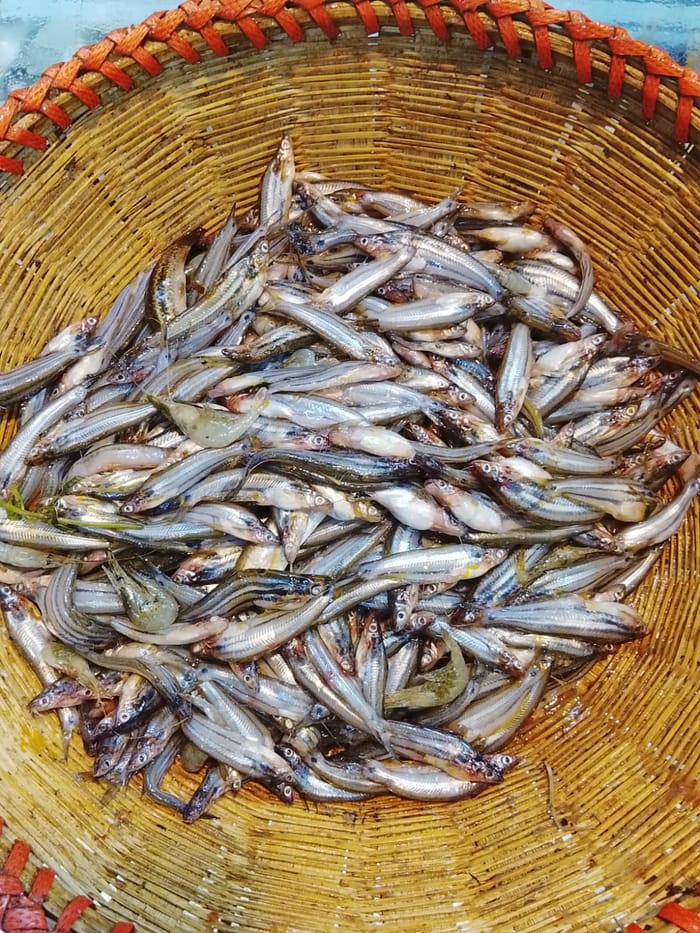 বাতাসী 