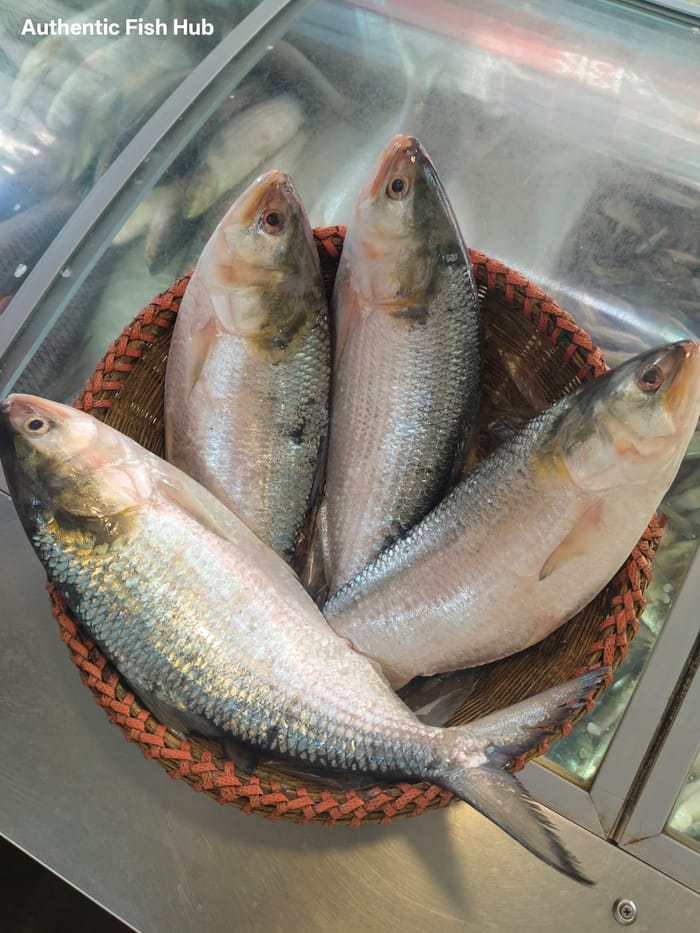 ইলিশ মাছ — Ilish