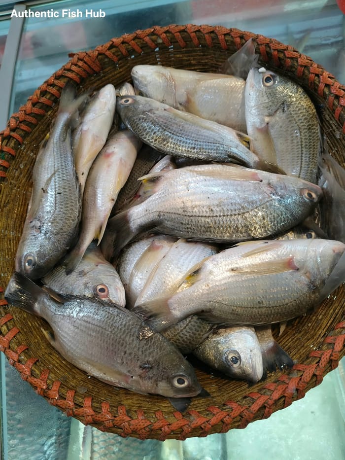 দাতিনা মাছ