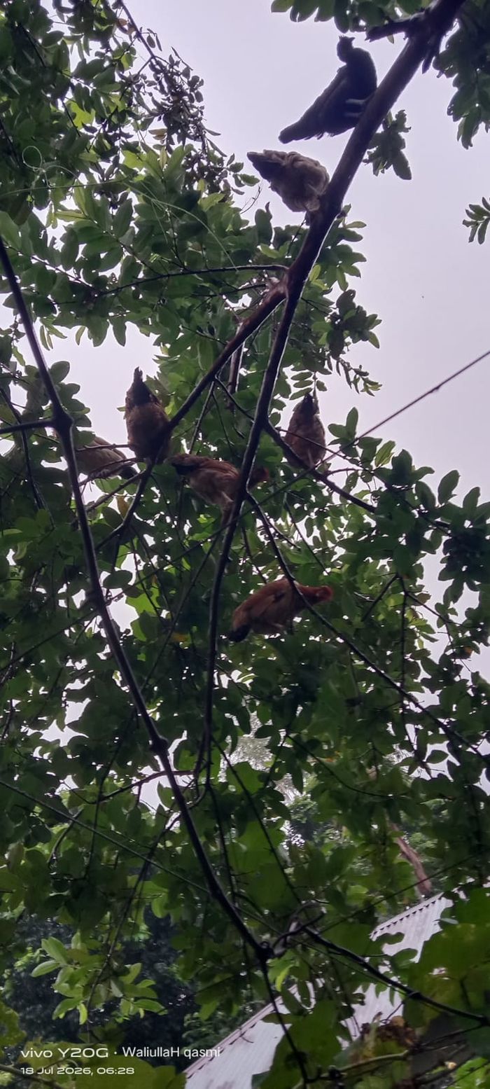 দেশী মুরগী 