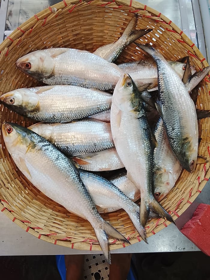 ইলিশ মাছ — Ilish