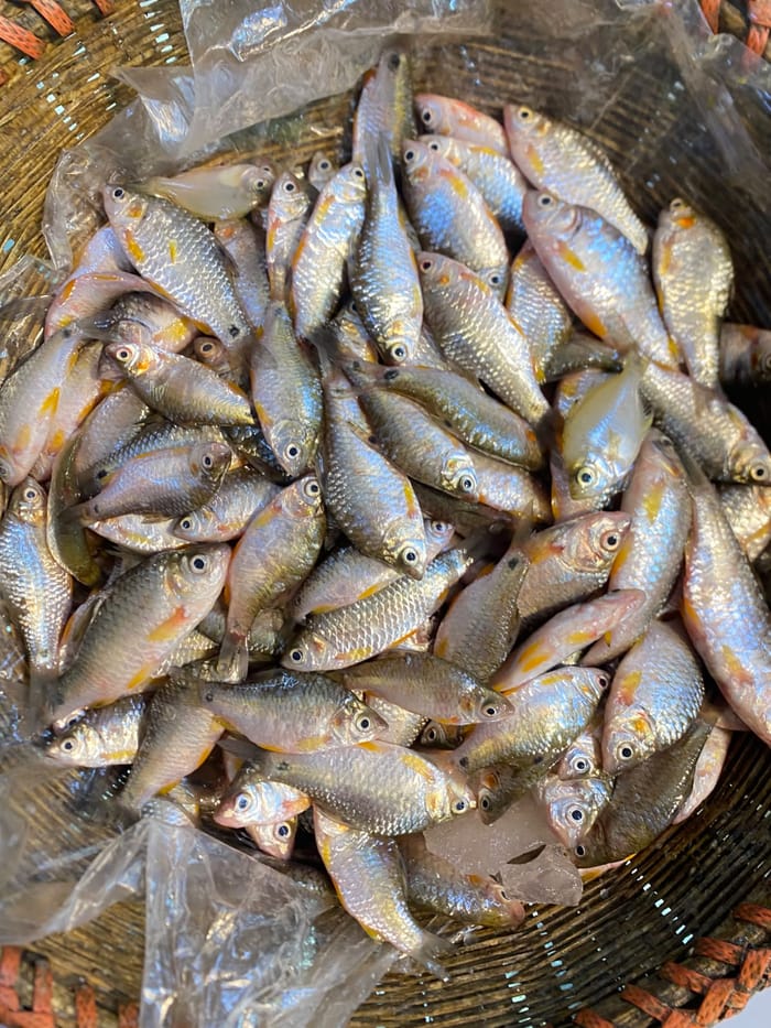 দেশী পুটি 