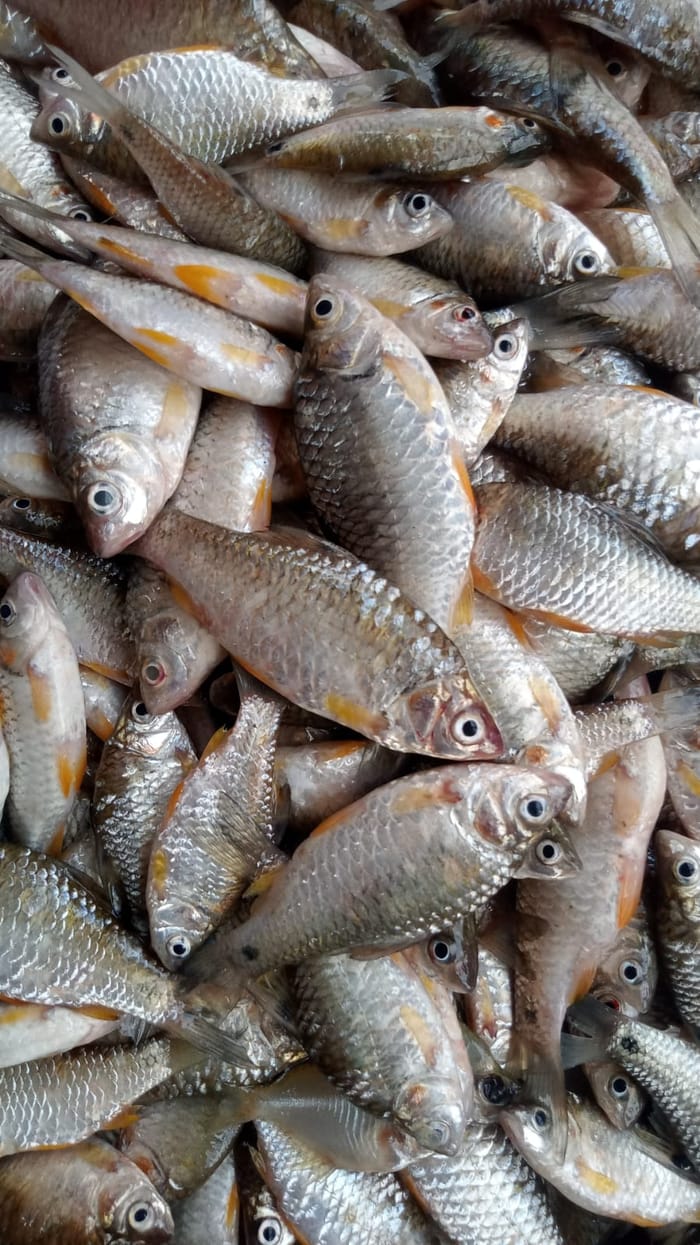দেশী পুটি 