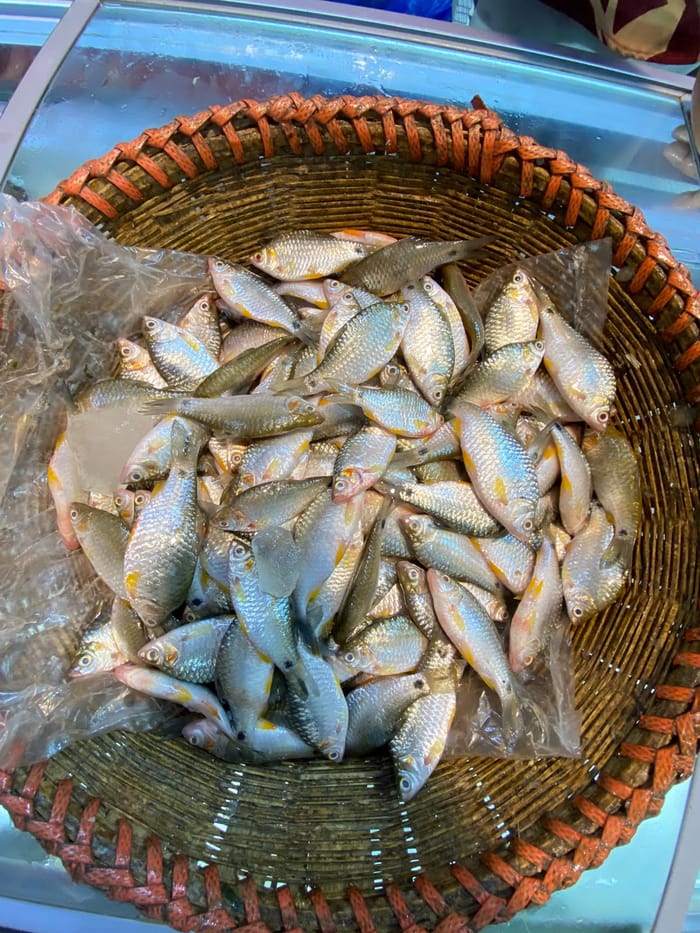 দেশী পুটি 