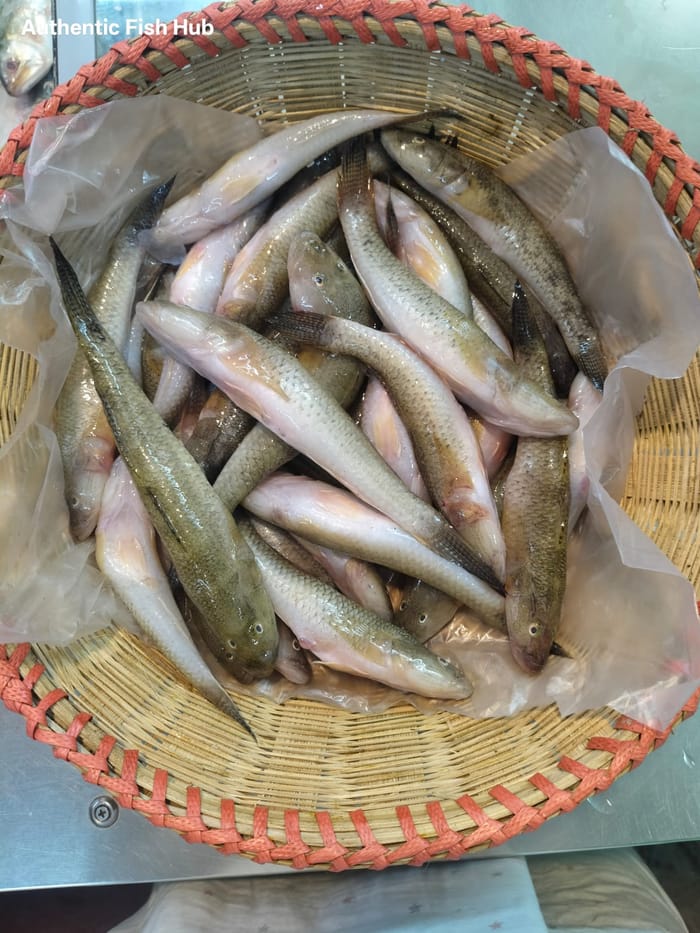 নদীর বাইলা