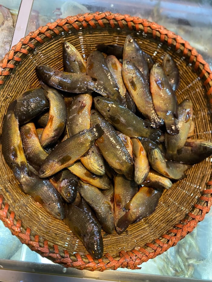 দেশী কৈ