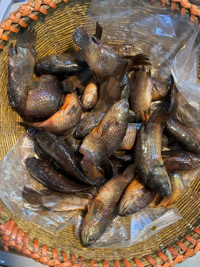 দেশী কৈ