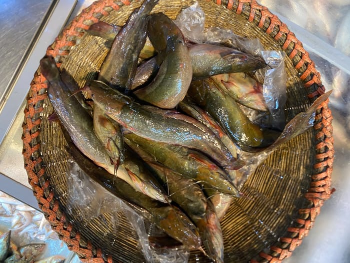 দেশী মাগুর