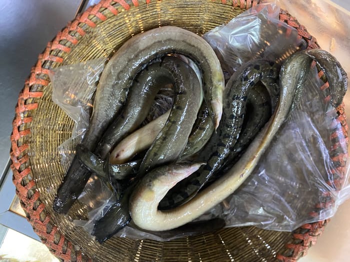 নদীর শাল বাইম (৪-৬ পিস)