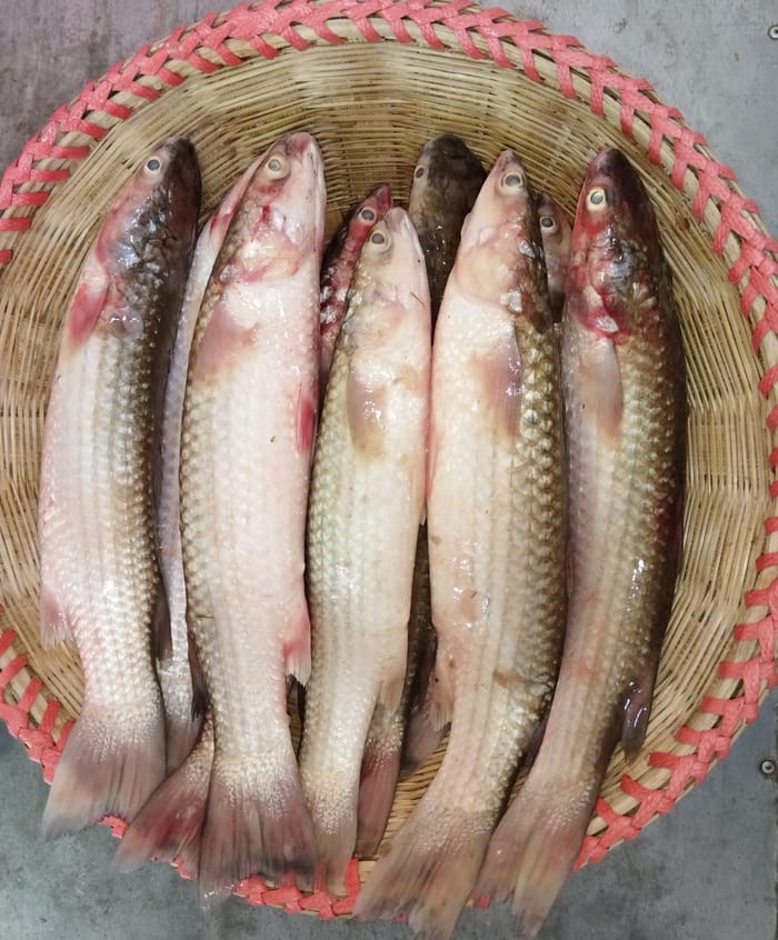 রিগুলার সাইজ ভাঙ্গল মাছ(৬০০-৭০০ গ্রাম)