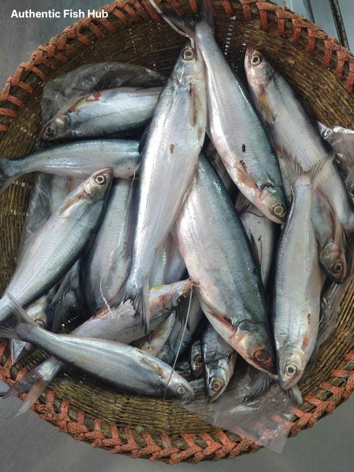 নদীর বাছা মাছ 