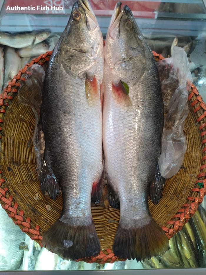 কোরাল মাছ